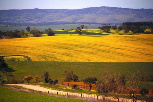 淘配网 加拿大猛然发现，在中国的市场份额，已经被澳大利亚吃干抹净